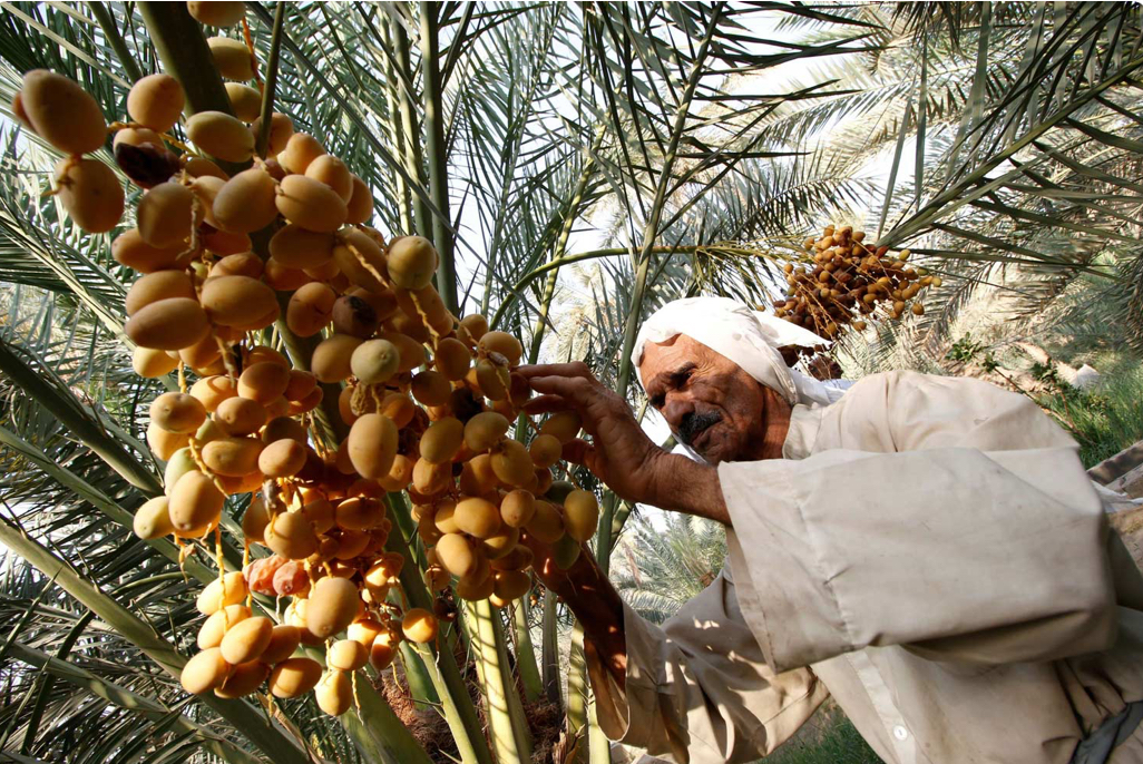طفرة في إنتاج التمور العراقية وصادرات تتجاوز 600 ألف طن رغم تحديات التصنيع