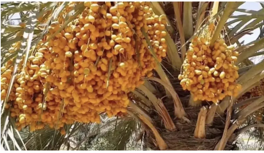 توثيق صنف الزهدي العراقي جينومياً وإدراج بياناته في قاعدة بيانات NCBI